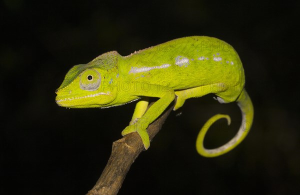 Belalanda chameleon