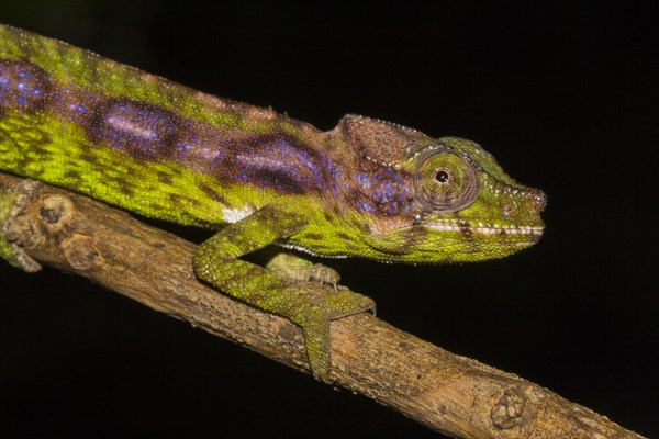 Antimena chameleon