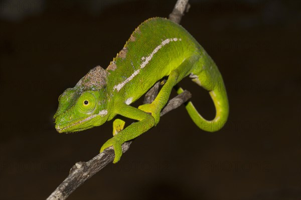 Belalanda Chameleon or Sangoritan'i Belalanda