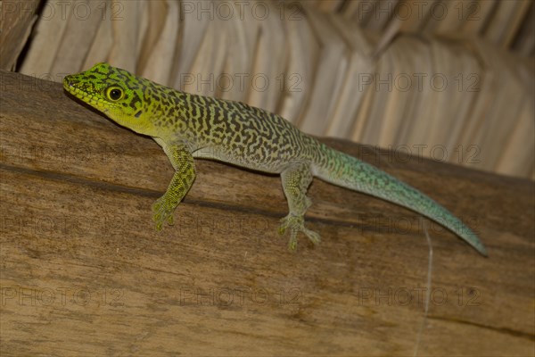 Standing's day gecko