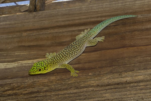 Standing's day gecko