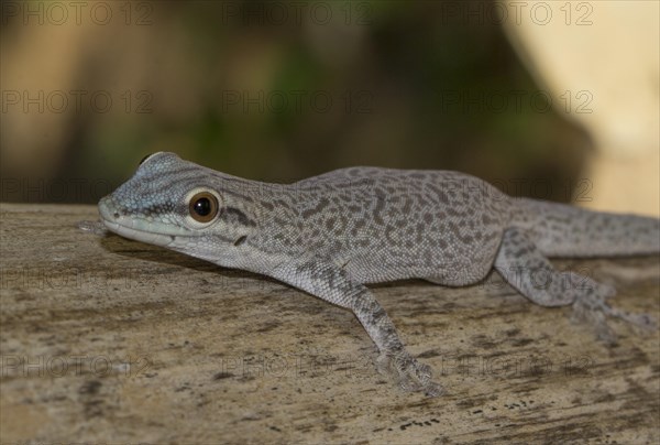 Phelsuma modesta leiogaster