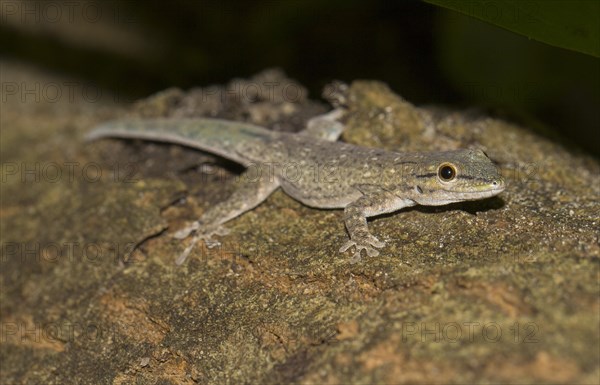 Day gecko