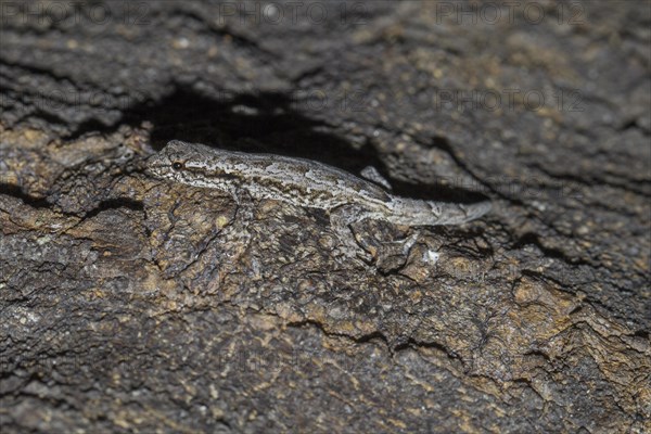 Madagascar Clawless Gecko