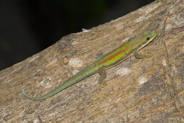 Phelsuma modesta leiogaster