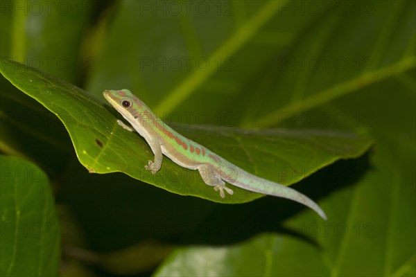 Day gecko