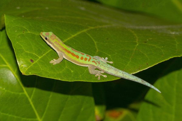 Phelsuma modesta leiogaster