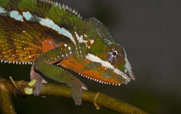 Panther chameleon