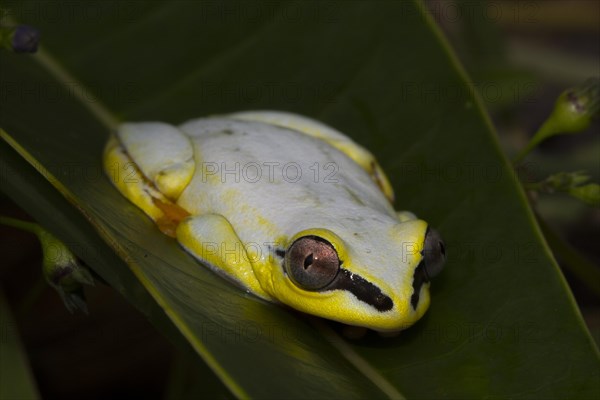 Madagascar Reed Frog