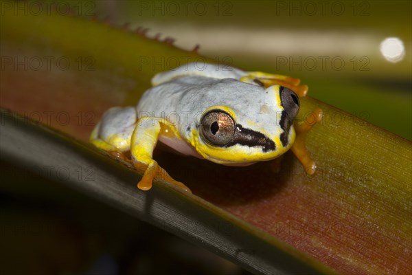 Madagascar Reed Frog