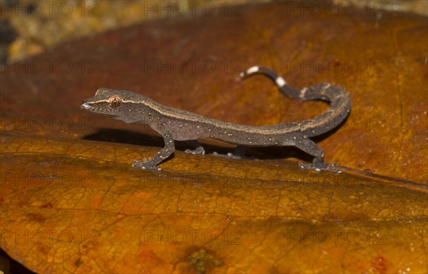 Madagascar Clawless Gecko