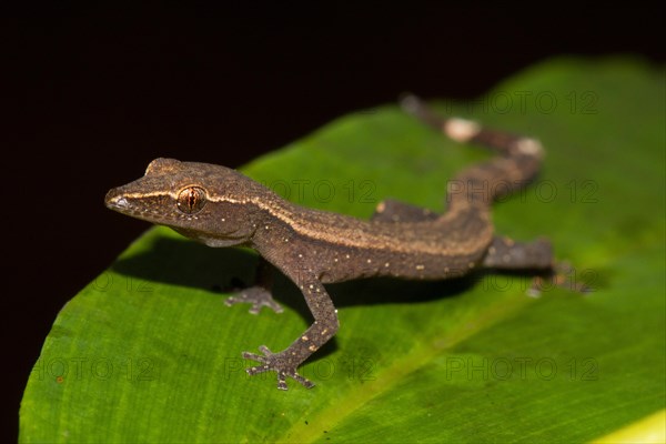 Madagascar clawless gecko