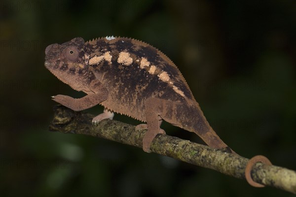 Panther chameleon