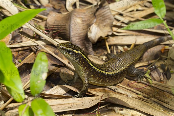 Madagascar girdled lizard