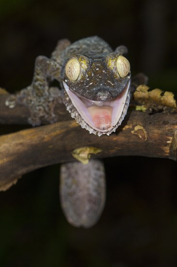 Giant leaf-tailed gecko