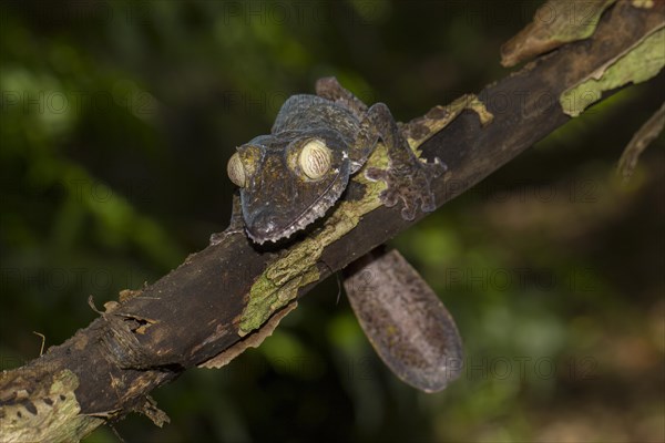 Mossy leaf-tailed gecko