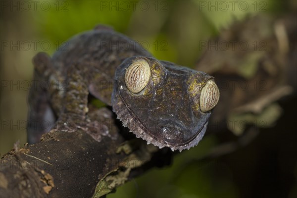 Mossy leaf-tailed gecko