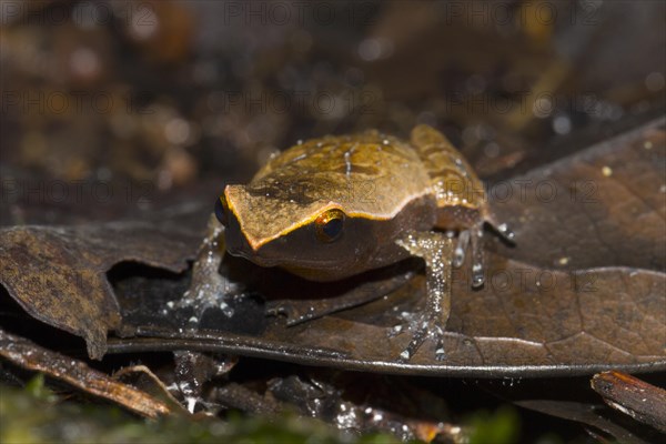 Narrow mouthed frog