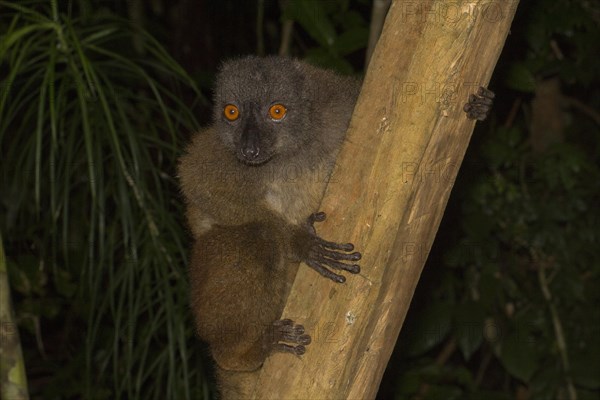 White-headed lemur