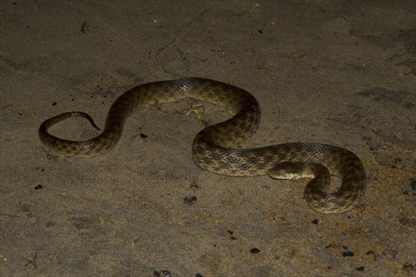 Madagascar night snake