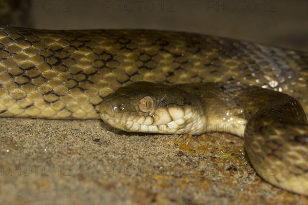 Madagascar night snake