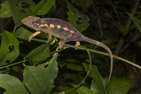 Panther chameleon