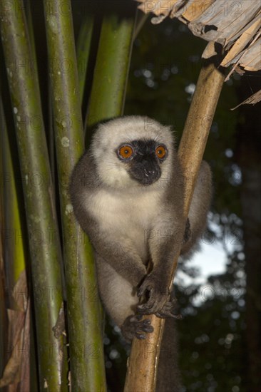 White-headed lemur