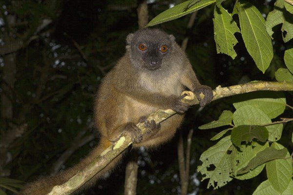 White-headed lemur