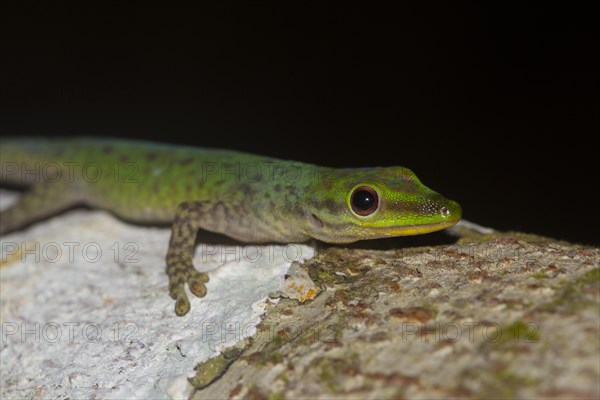 Speckled day gecko