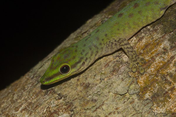 Speckled day gecko