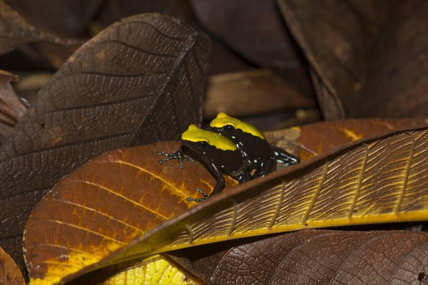 Climbing mantella