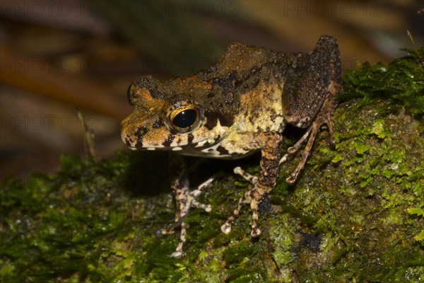 Boulenger's Madagascar Frog