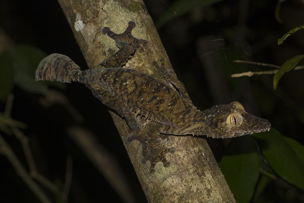 Giant leaf-tailed gecko