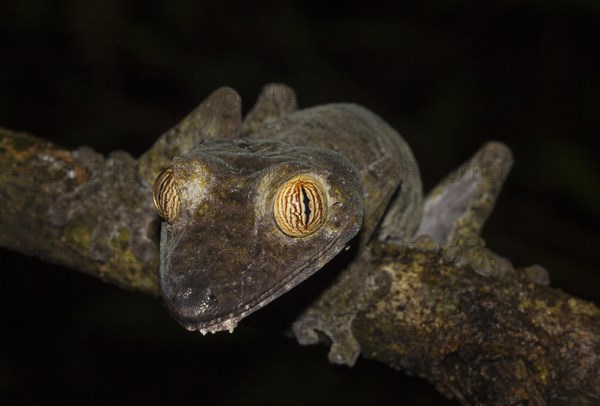 Giant leaf-tailed gecko