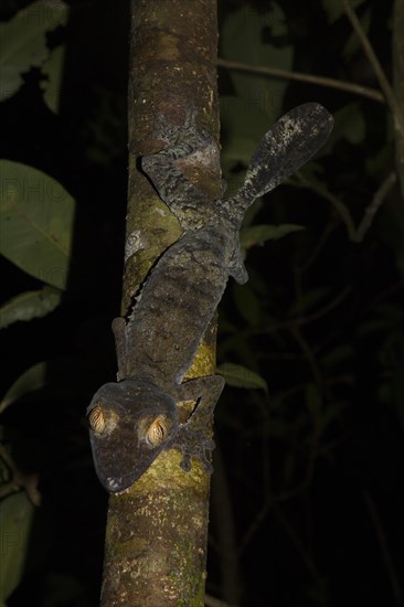 Mossy leaf-tailed gecko