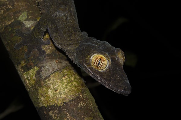 Giant leaf-tailed gecko