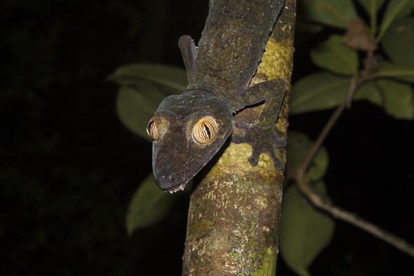 Mossy leaf-tailed gecko