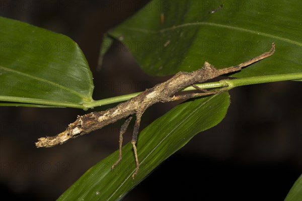 Stick insect