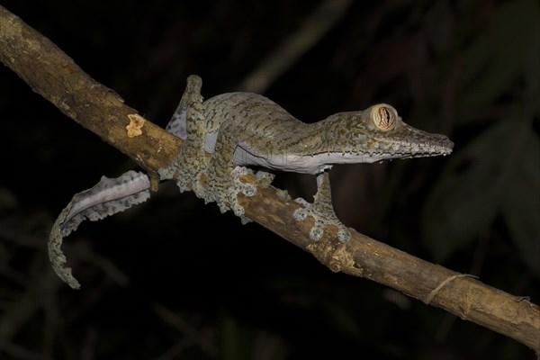 Giant leaf-tailed gecko