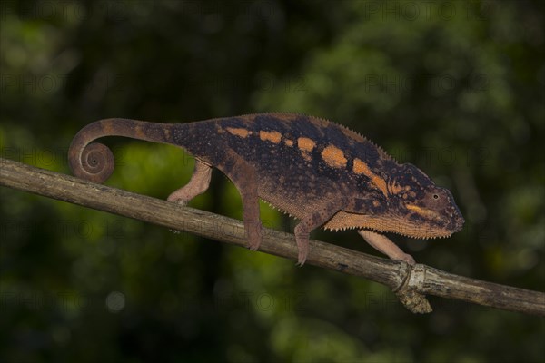 Panther chameleon