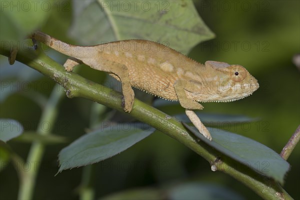 Panther chameleon