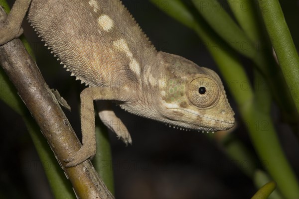 Panther chameleon