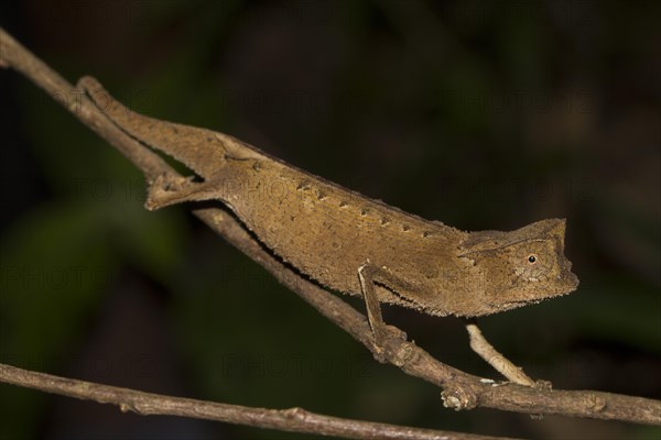 Marojejy leaf chameleon