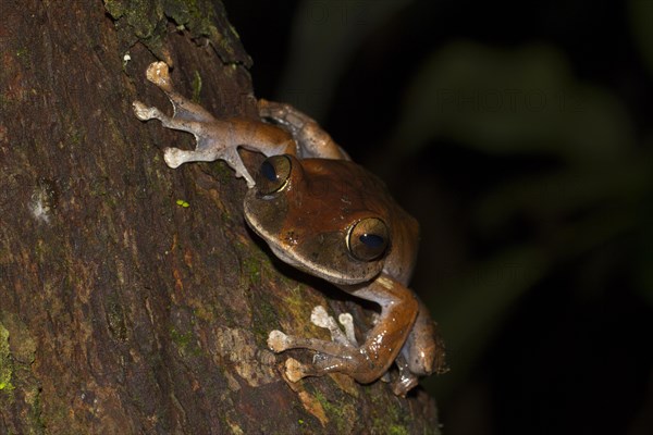 Madagascar Bright-eyed Frog