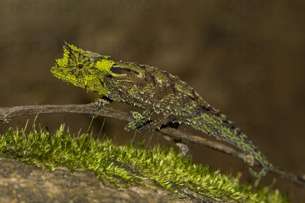 Iaraka river leaf chameleon