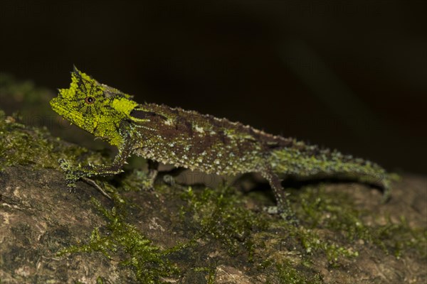 Iaraka river leaf chameleon