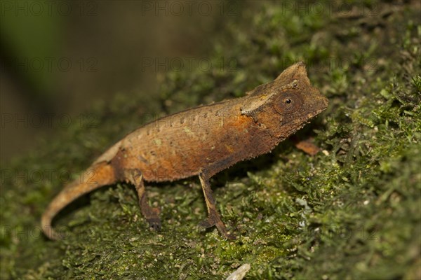 Brown leaf chameleon