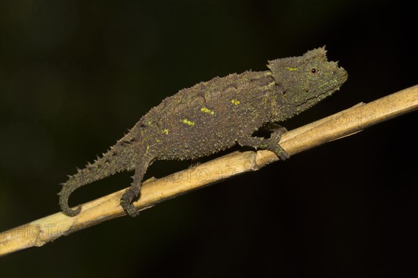 Brookesia vadoni