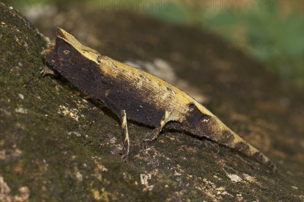 Marojejy leaf chameleon