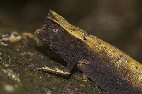 Marojejy leaf chameleon